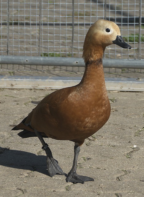 大家对案件