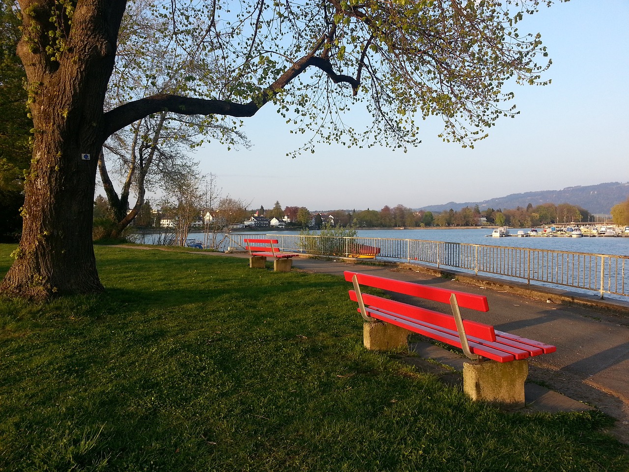 国球迷的期 国球迷的期